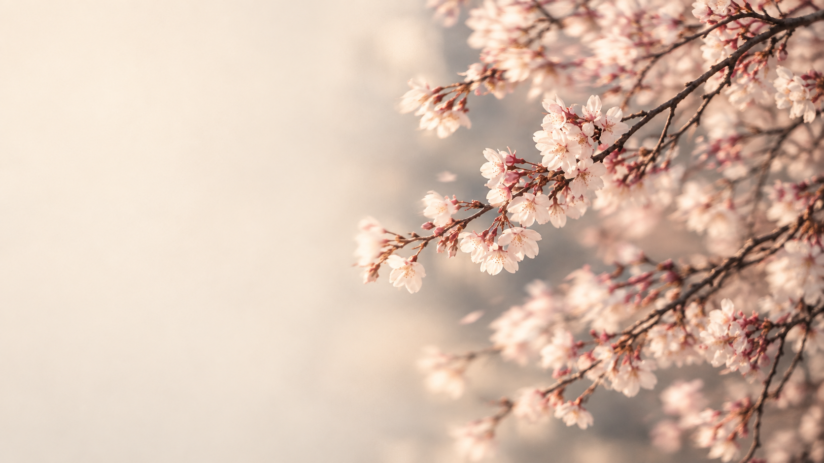 Cherry blossom branches against a soft cream sky
